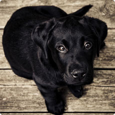 一键获取的在线手机号呼死你